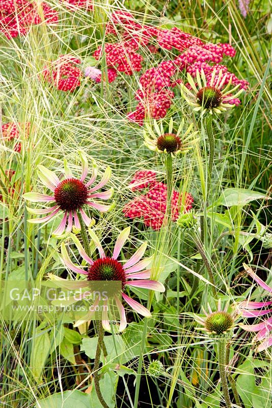 Echinacea 'Green Envy', Achillea 'Red Velvet' and Stipa capillata. 'Grasses with Grace' - Gold Medal winner, RHS Flower Show Tatton Park, Cheshire 2011