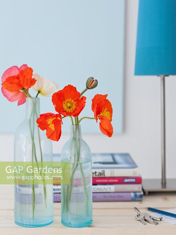Papaver nudicaule - Iceland Poppies in blue glass bottles next to lamp on side table
