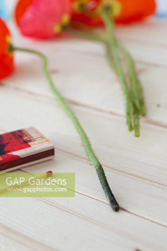 Papaver nudicaule - Iceland Poppy stems with burnt ends