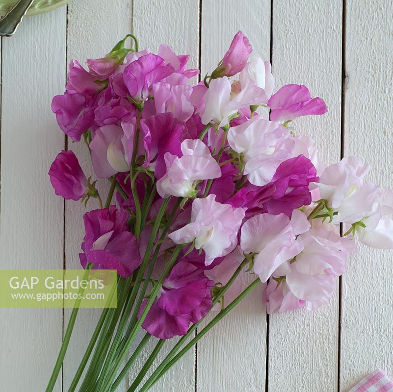 Wooden pained table with Lathyrus - Sweet Peas