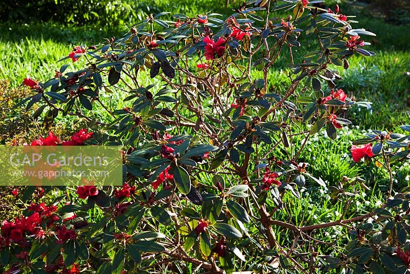 Rhododendron 'Elisabeth Hobbie'
