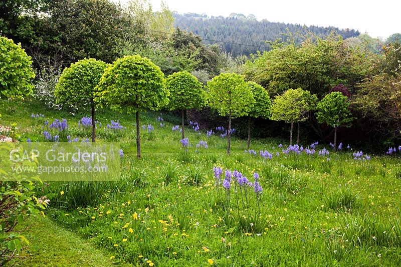 Veddw House Garden, Monmouthshire, UK. April. The Meadow. Camassia leichtlinnii 'Caerulea Group' and standards of Corylus colurna