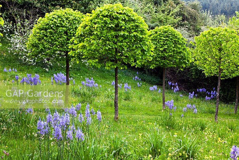 Veddw House Garden, Monmouthshire, UK. April. The Meadow. Camassia leichtlinnii 'Caerulea Group' and standards of Corylus colurna