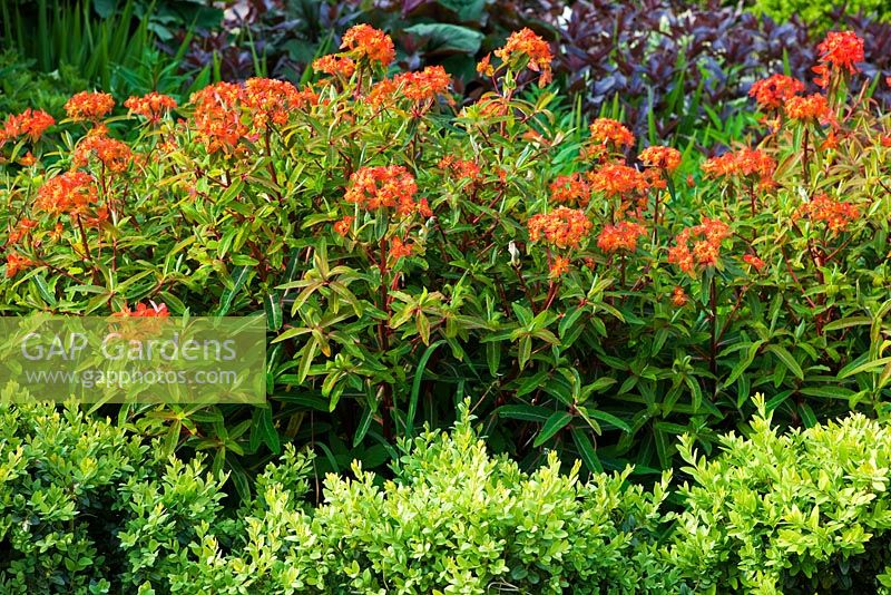 Veddw House Garden, Monmouthshire, UK. April. The Front Garden. Box hedge in forground with box balls behind. Euphobia griffithii 'Fireglow'