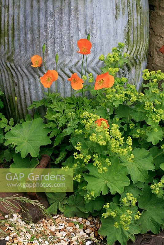 Welsh poppies and Lady's Mantle, Meconopsis cambrica and Alchemilla mollis that have self seeded at the base of an old galvanised water tub