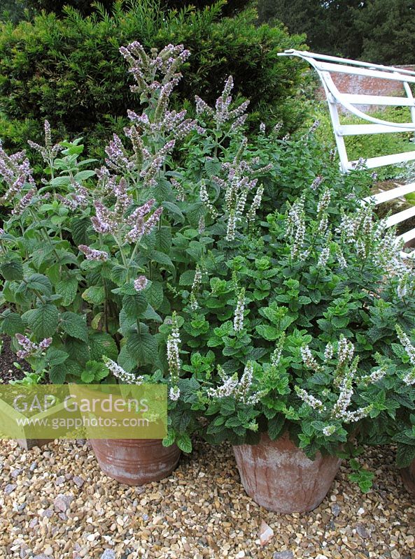 Terracotta pots placed near a seat where their scent can be appreciated.  Mentha suaveolens - Apple mint (tallest), and Mentha  spicata 'Moroccan' - Moroccan mint                          