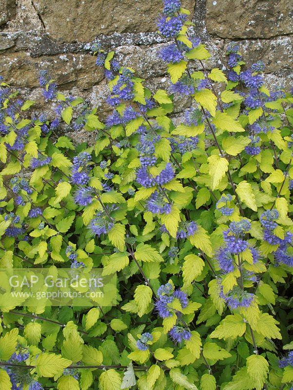 Caryopteris clandonensis 'Worcester Gold' flowering against a warm stone wall                               