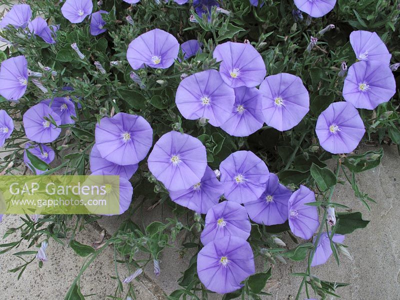 Convolvulus sabatius in bud and flower spilling onto paving                               