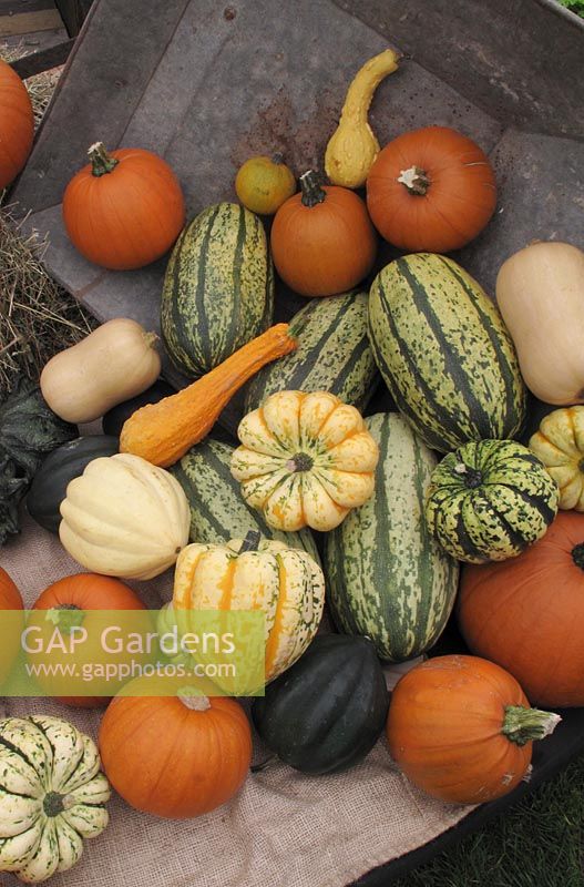 A varied selection of Pumpkins and Squash spilling out of an old wheelbarrow                               