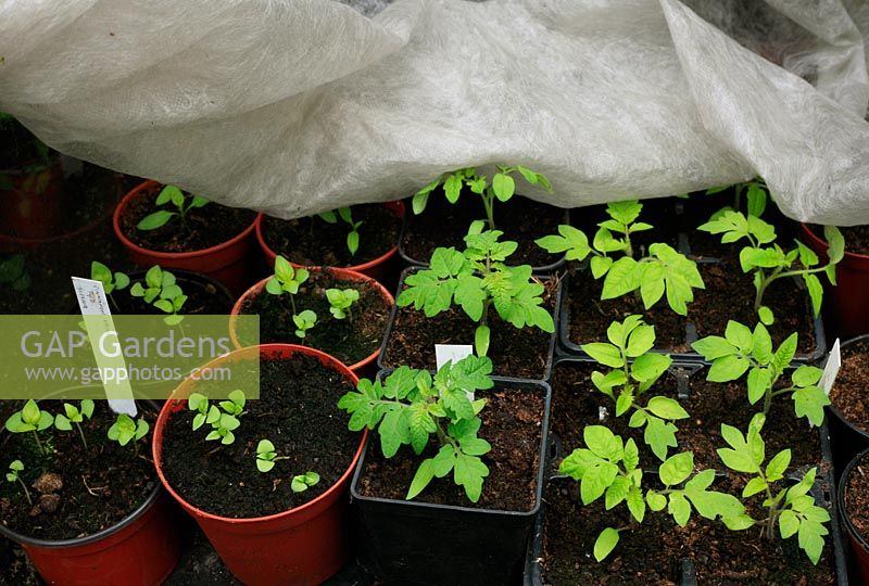 Cold sensitive young Tomato and Basil plants being protected with horticultural fleece on a greenhouse bench