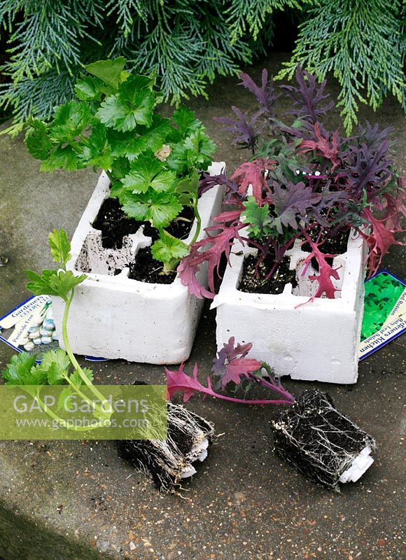 Young plants of Apium - Celery, and Brassica oleracea - Red Russian Kale that have been carefully removed from a polystyrene cell tray ready to plant out