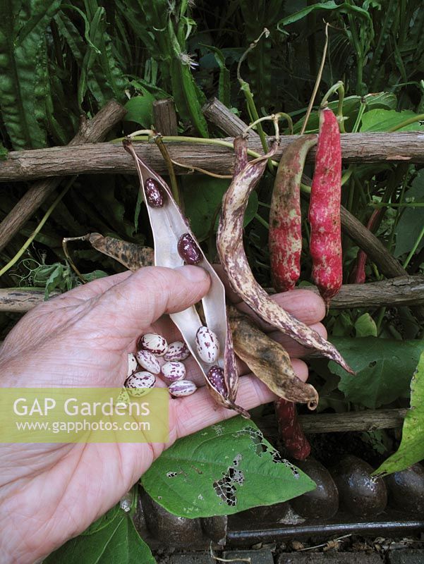 Collecting ripe seed from 'Borlotto' Beans to store and use over winter or sow the following year                               