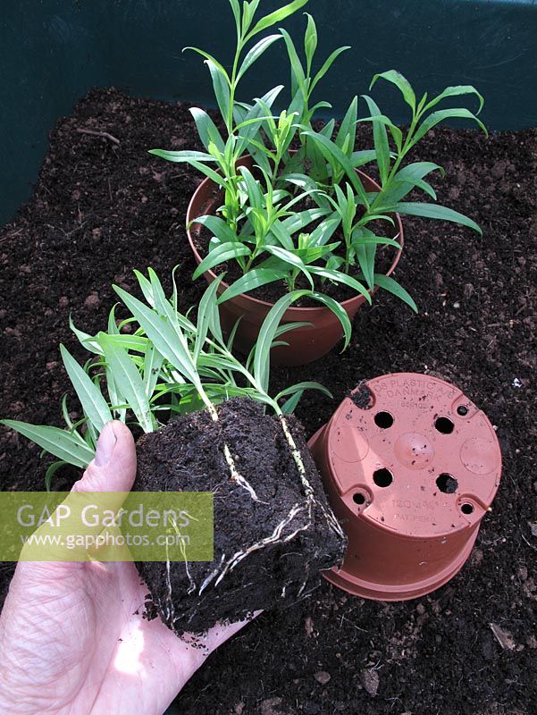 Checking to see if Penstemon cuttings have rooted by gently knocking them out of their pot