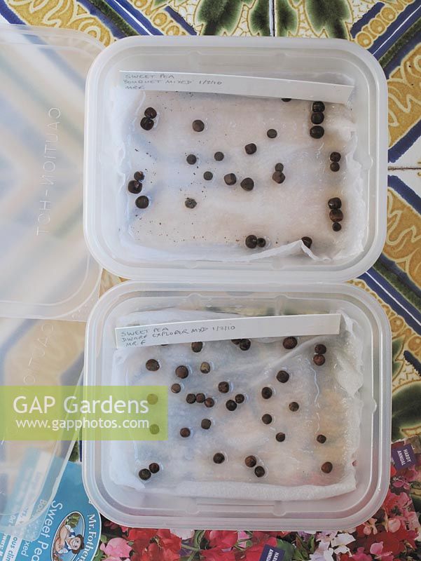 Soaking Lathyrus - Sweet Pea seeds in plastic takeaway trays, showing how the hard seeds have swollen and softened when placed on damp kitchen roll in a sealed environment for a few hours                               