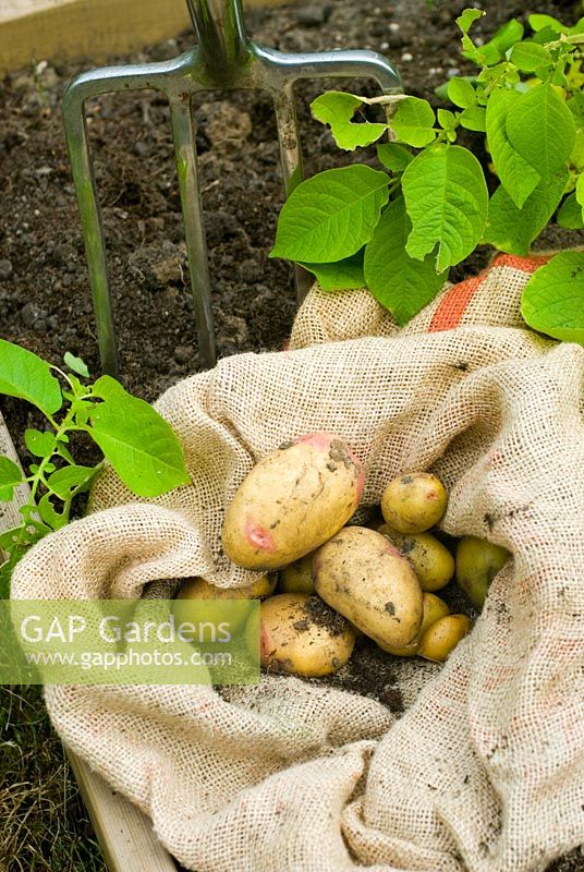 Digging up Solanum tuberosum - Potato 'Rocket'
