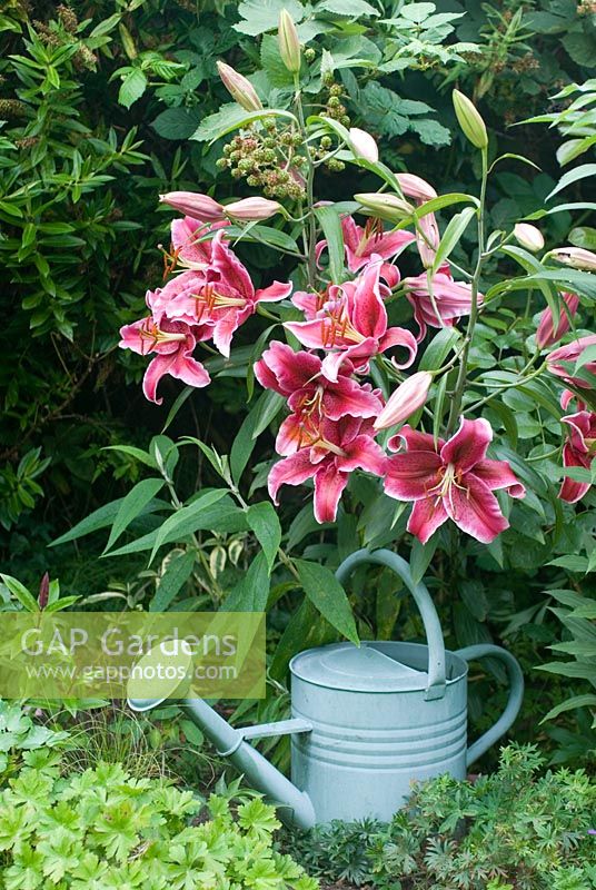 Lilium orientale - Lily with watering can