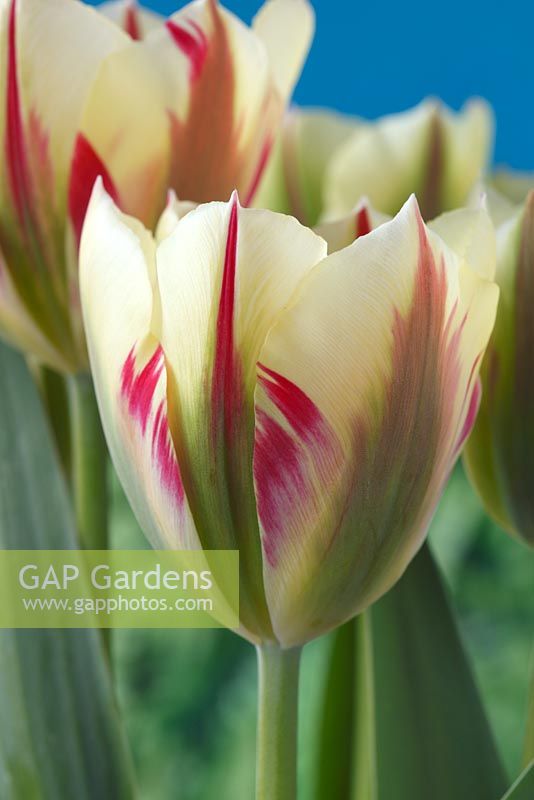 Tulipa 'Flaming Springgreen' - Tulip, Viridiflora Group, April
