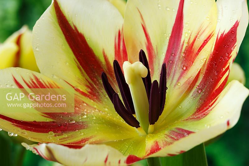 Tulipa 'Flaming Springgreen' - Tulip, Viridiflora Group, April
