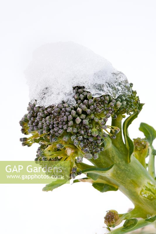 Purple sprouting brocolli covered in snow and ice in winter snow allotment