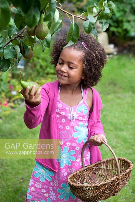 Young girl picking pears