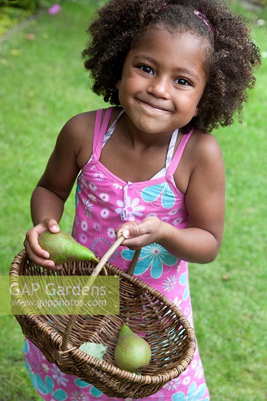 Young girl picking pears