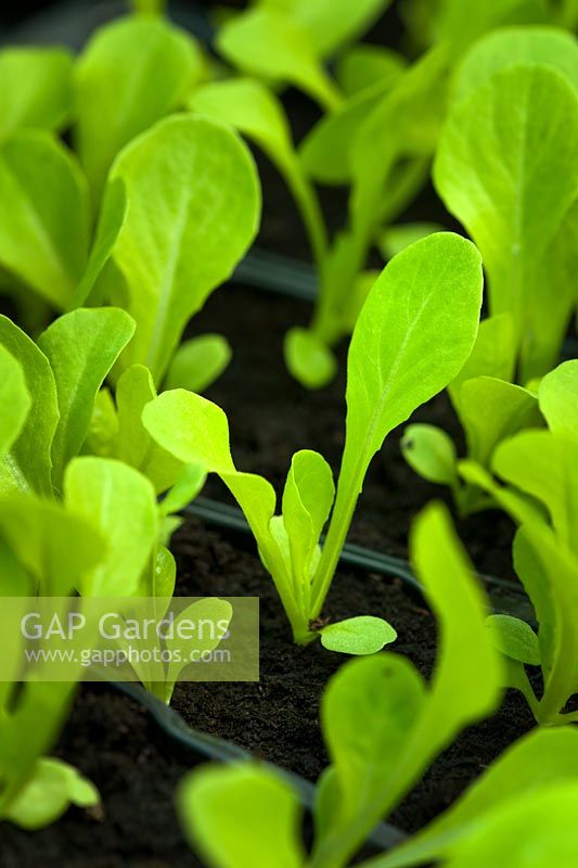 Cos lettuce seedlings