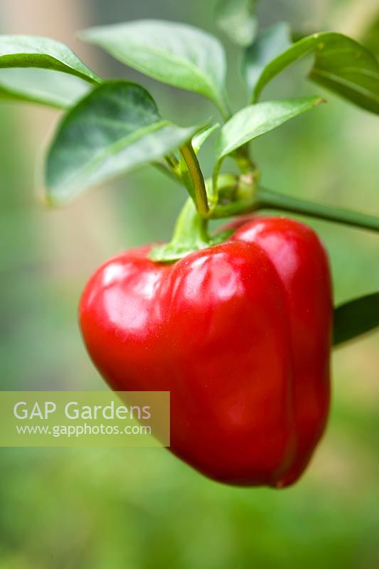 Red pepper - Capsicum 'Tinkerbell'