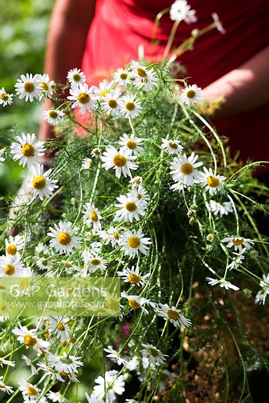 Picking Wild Chamomile - Growing Together Nursery 
