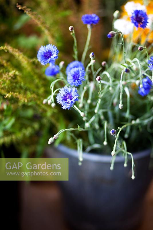 Centaurea - Blue Cornflower in bucket - Growing Together Nursery