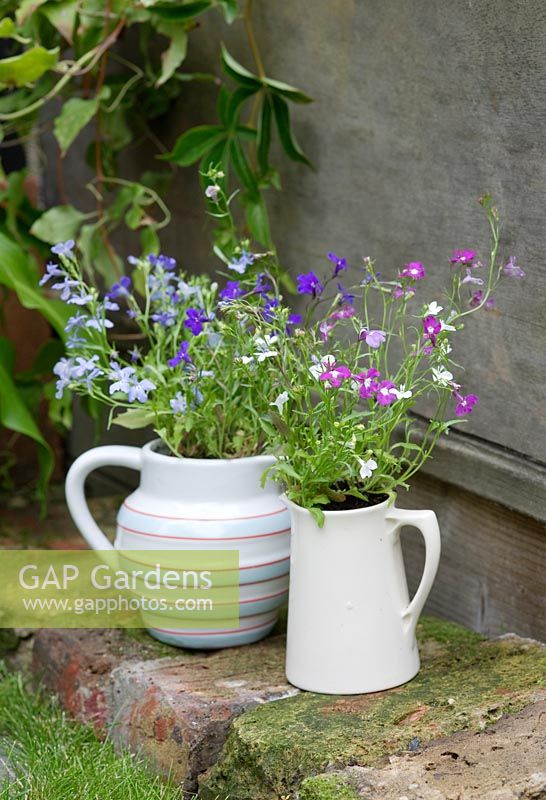 Lobelia 'Mixed Trailing' planted in old jugs
