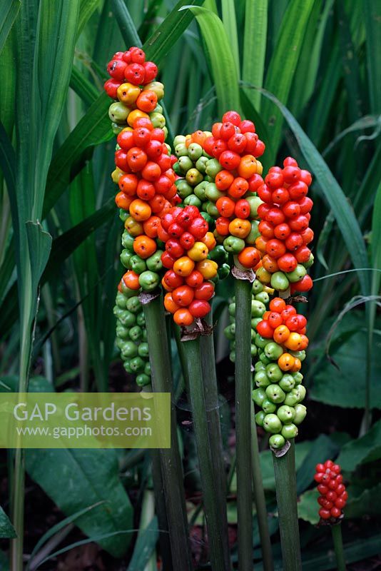 Arum maculatum - Cuckoo Pint or Lords and Ladies - ripening fruits
