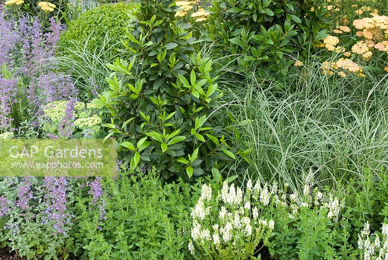 Summer bed with Nepeta, Buxus, Achillea, Carex and Laurus nobilis. John Everiss 'Inside Out' garden. RHS Tatton Flower Show 2011