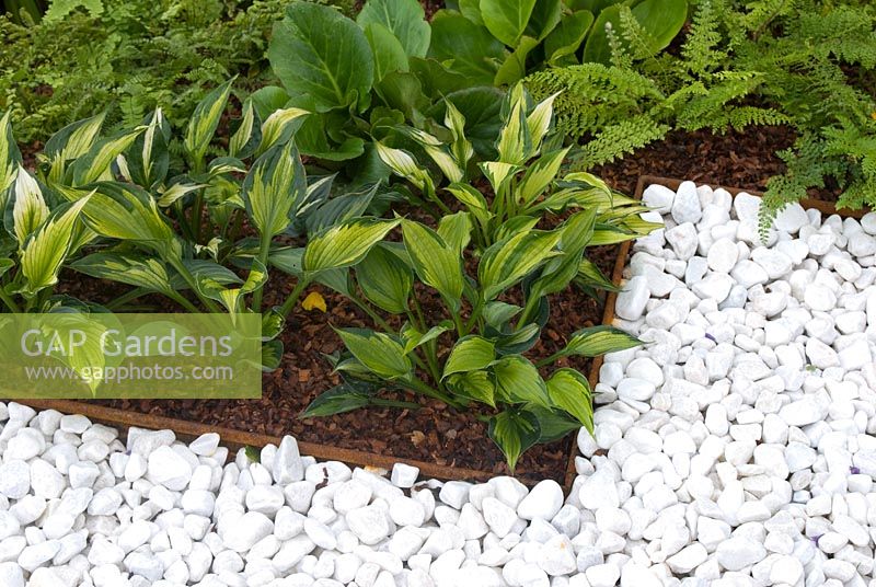 White pebble path adjacent to bed with Hosta, Bergenia and ferns. 'Rider on the Storm' designed by Alexandra Froggatt. RHS Tatton Flower Show 2011 