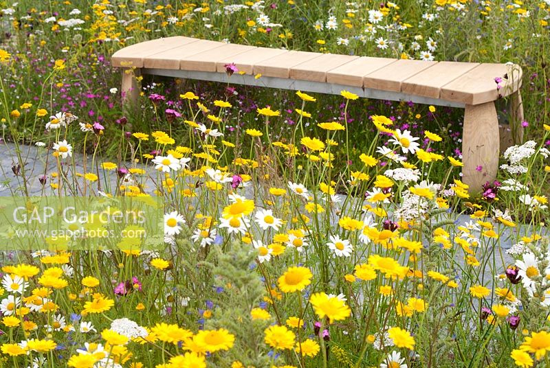 Wildflower beds with Chrysanthemum segetum - Corn Marigold and Leucanthemum vulgare syn and Chrysanthemum - Ox Eye Daisy and decorative wooden bench in 'A Stitch in Time Saves Nine' garden designed by Daniela Coray. RHS Tatton Flower Garden 2011