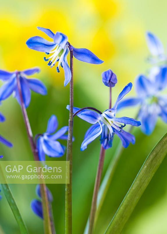 Close up of blue flowers of Scilla Siberica (Siberian squill) AGM