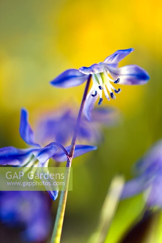 Close up of blue flowers of Scilla Siberica (Siberian squill) AGM
