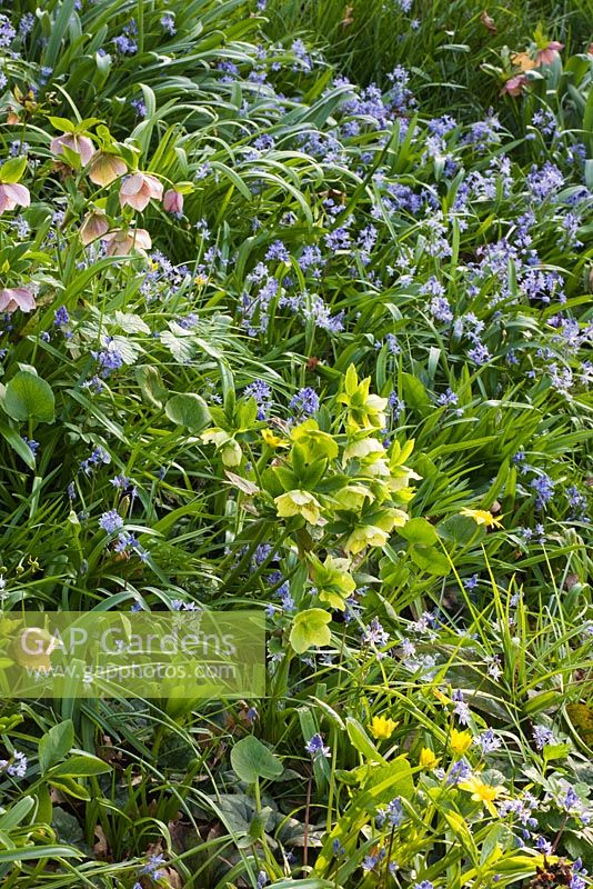Shade planting with Helleborus and Scilla bythynica at RHS Garden, Wisley, Surrey 
