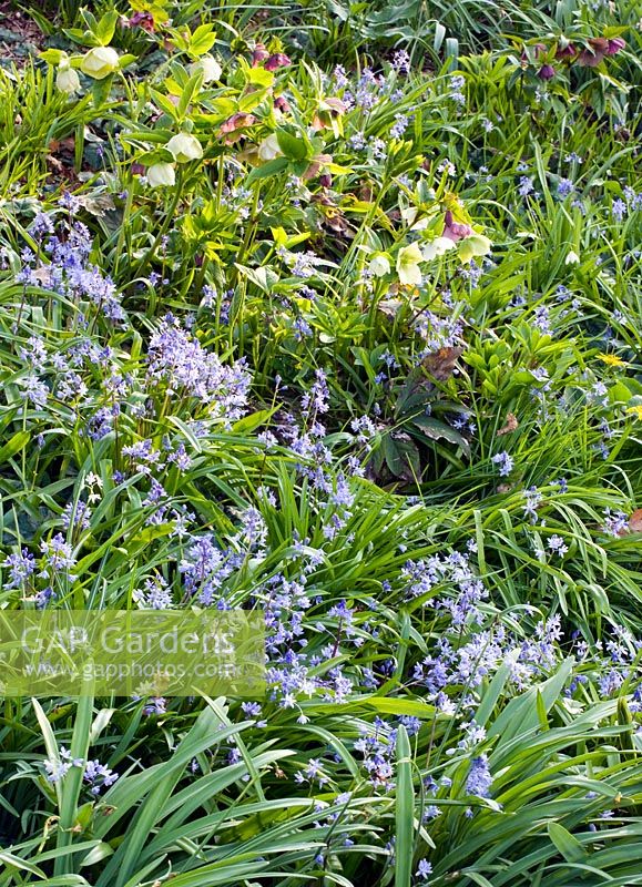 Shade planting with Helleborus and Scilla bythynica at RHS Garden, Wisley, Surrey 
