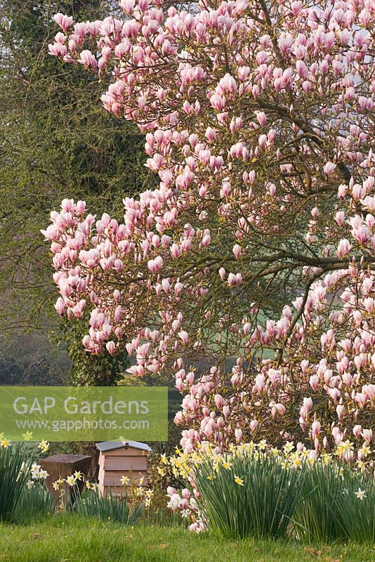 Garden in spring with Magnolia and Narcissus - Daffodils, Devon
