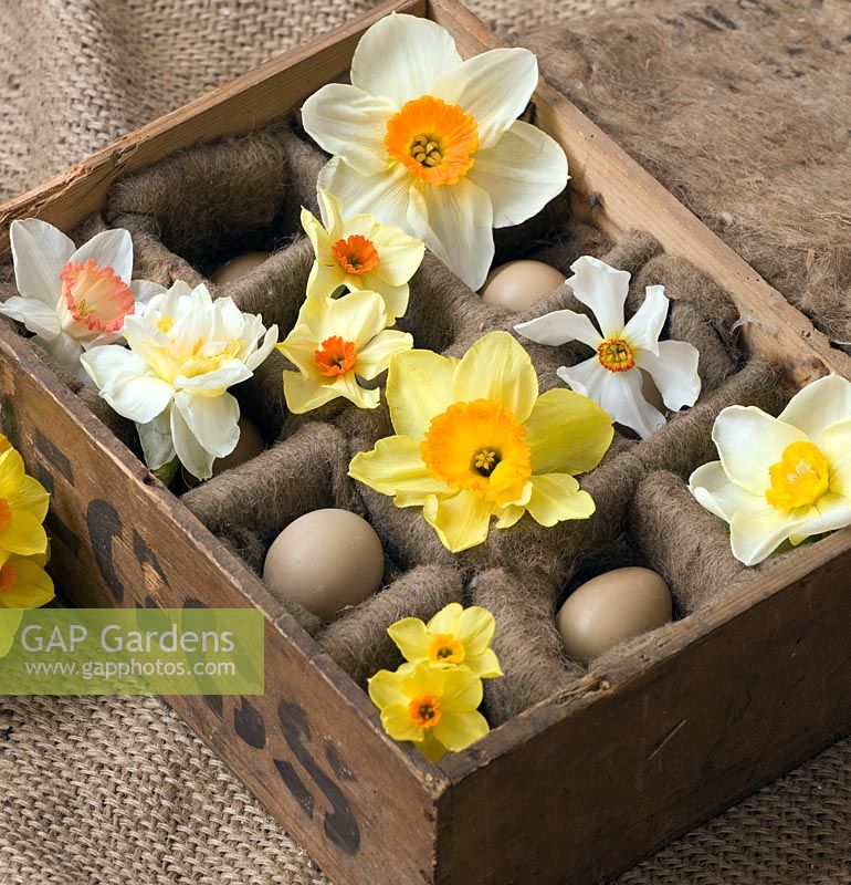 Old wooden egg box filled with Narcissus 'Edward Buxton', 'Actaea', 'Fowey', 'Matador', 'Red Devon', 'Camilla', 'White lion' and 'Golden Dawn'