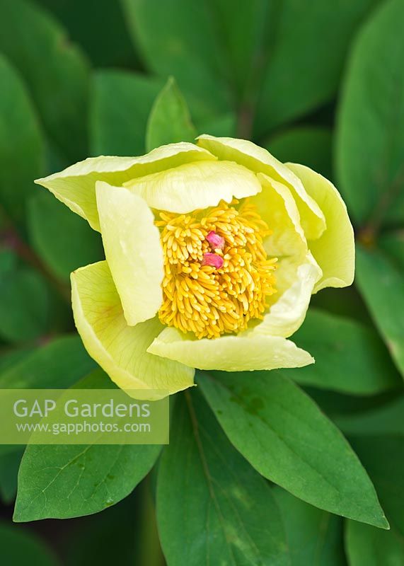 Paeonia mlokosewitschii - Molly the Witch, Caucasian Poppy - RHS Wisley