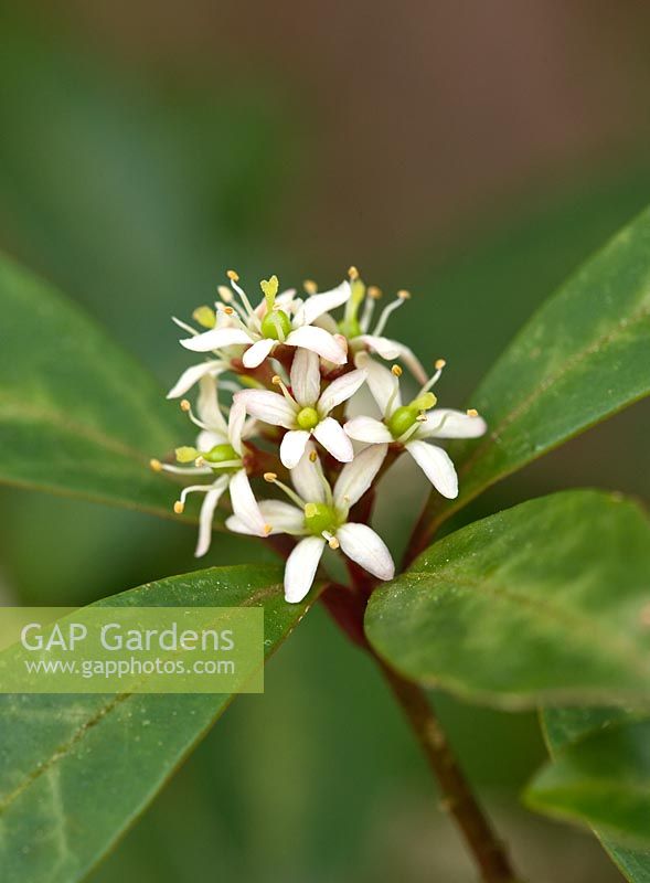 Skimmia japonica subsp reevesiana 'Chilan Choice', RHS Wisley