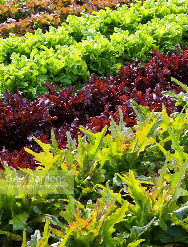 Salad crops growing in rows - RHS Rosemoor, Devon 
