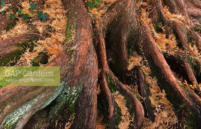 Metasequoia glyptostroboides - Dawn Redwood roots, RHS Wisley 
