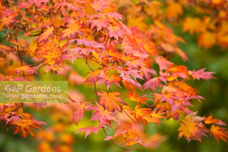 Autumn foliage of Acer 'Shirasawanum' at Westonbirt Arboretum
