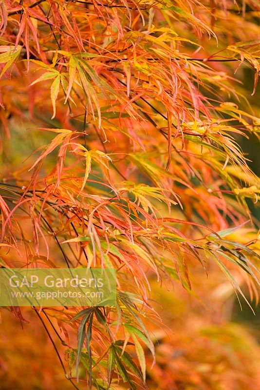Acer palmatum 'Red Pygmy', Westonbirt Arboretum 
