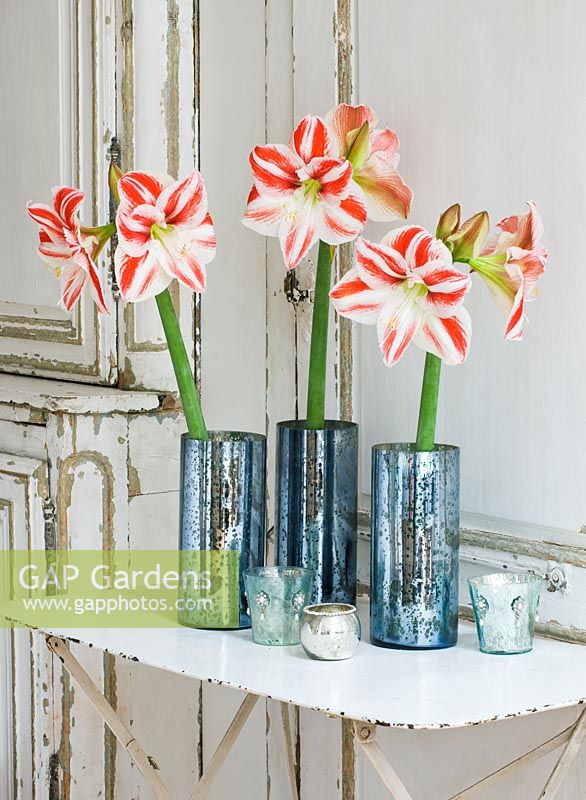 Amaryllis - Hippeastrum 'Clown' in metal containers.