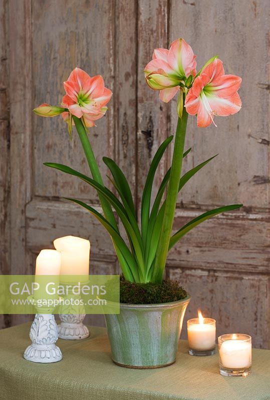 Amaryllis - Hippeastrum 'Darling' in green glazed container
