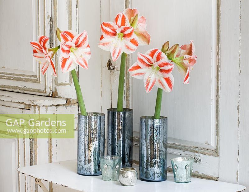 Amaryllis - Hippeastrum 'Clown' in metal containers.
