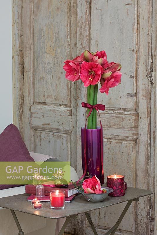 Amaryllis - Hippeastrum 'Hercules' in purple container on metal table
